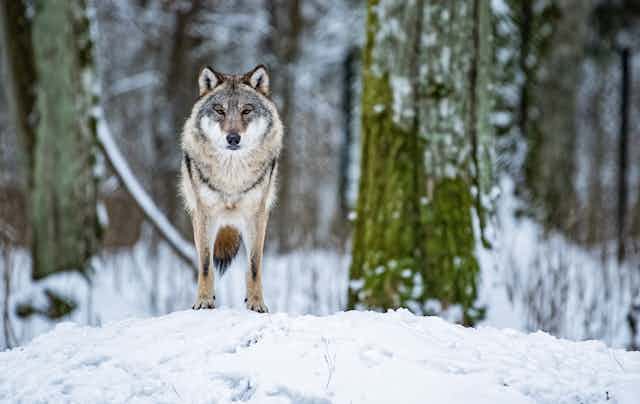 A wolf stands on a snow bank in the forest.