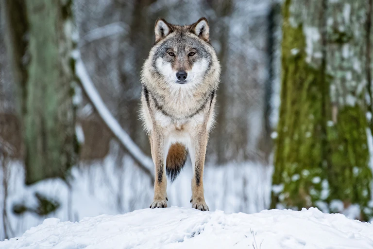 A wolf stands on a snow bank in the forest.
