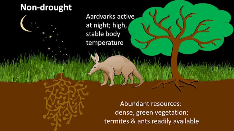 Aardvark active at night during non-drought times