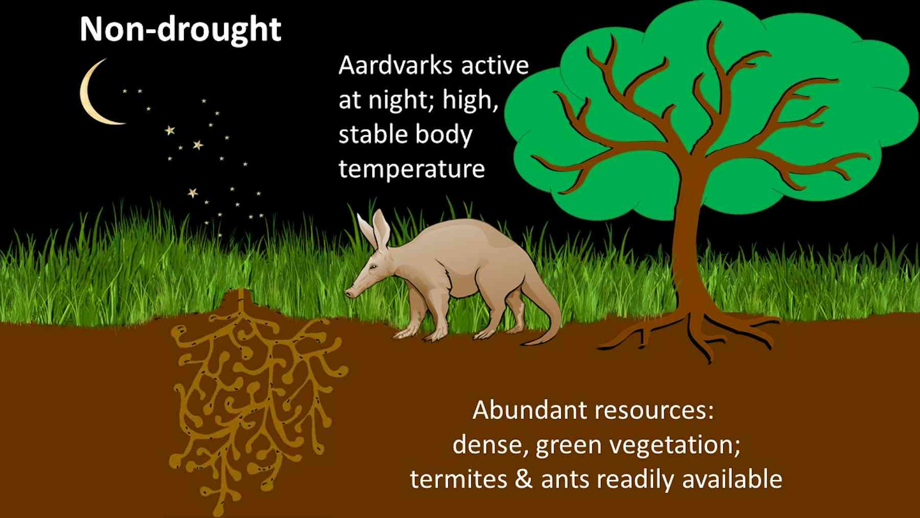 Daytime Sightings of Nocturnal Aardvarks Hint at Troubled Times in the ...