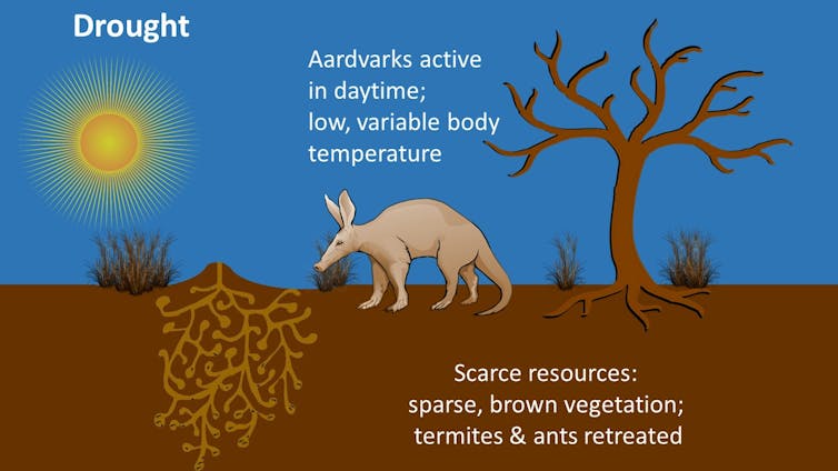 Aardvark active in the daytime during drought