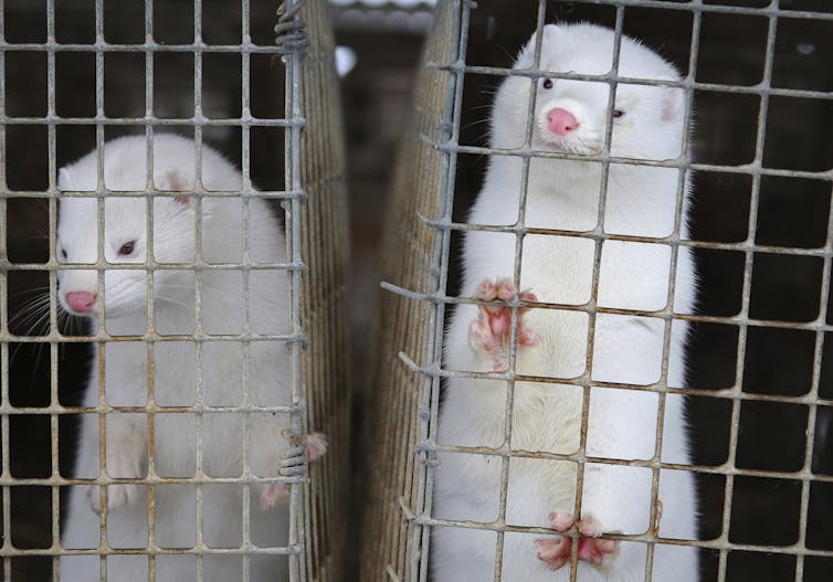 Two white minks in cages