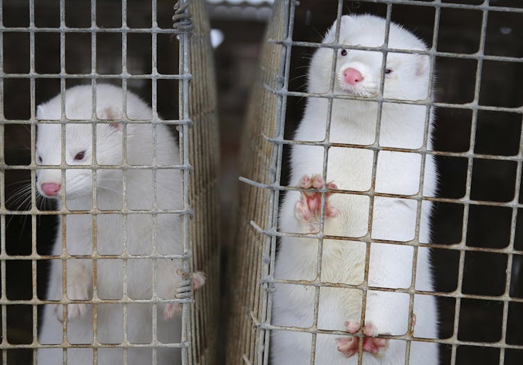 The mink link: How COVID-19 mutations in animals affect human health and vaccine effectiveness The mink link: How COVID-19 mutations in animals affect human health and vaccine effectiveness