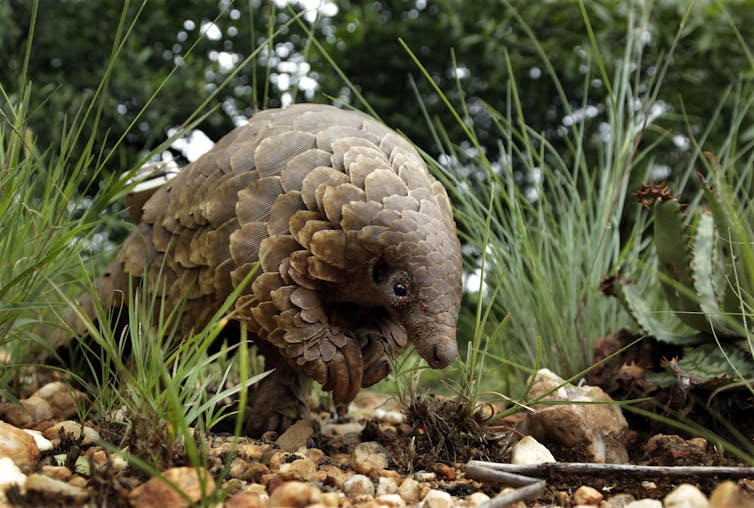A pangolin emerging from a grassy area.