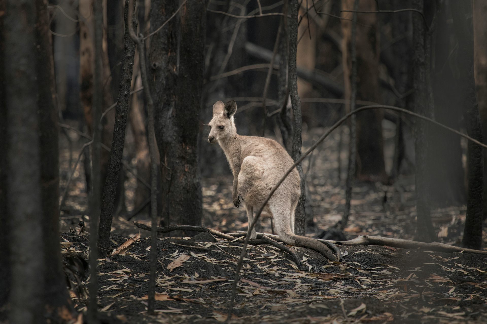 One-fifth Of Ecosystems In Danger Of Collapse – Here’s What That Might ...