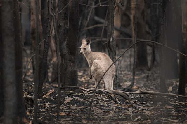A kangaroo stands amid a forest destroyed by fire.