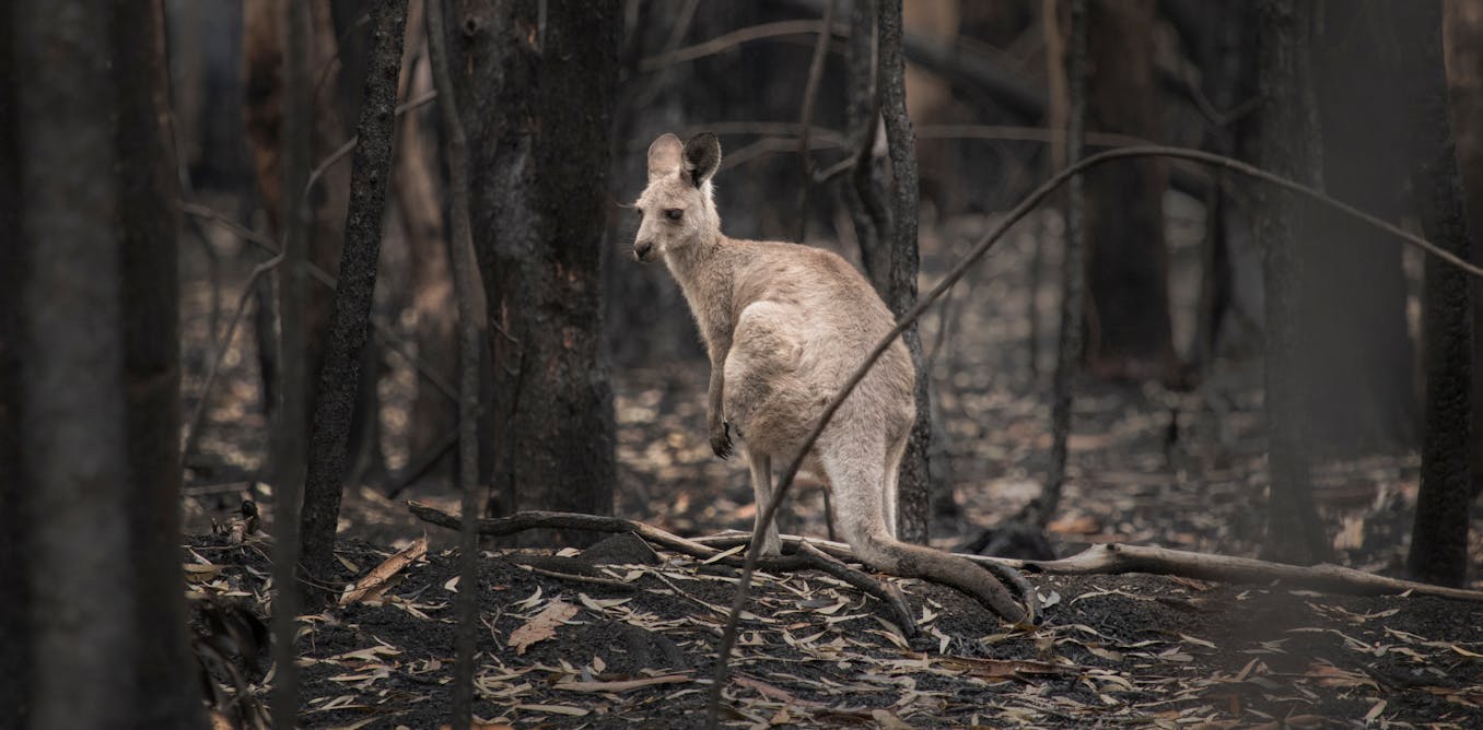 One-fifth of ecosystems in danger of collapse – here’s what that might ...