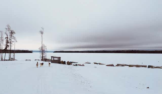 Dogs running near a lake
