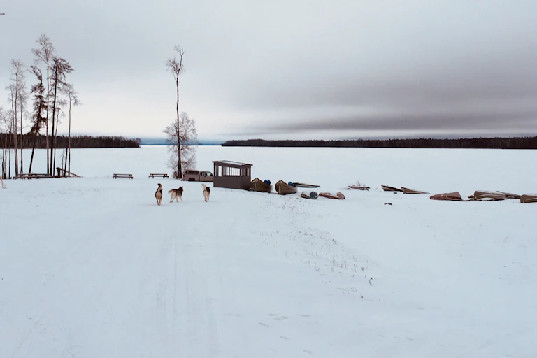 Dogs running near a lake