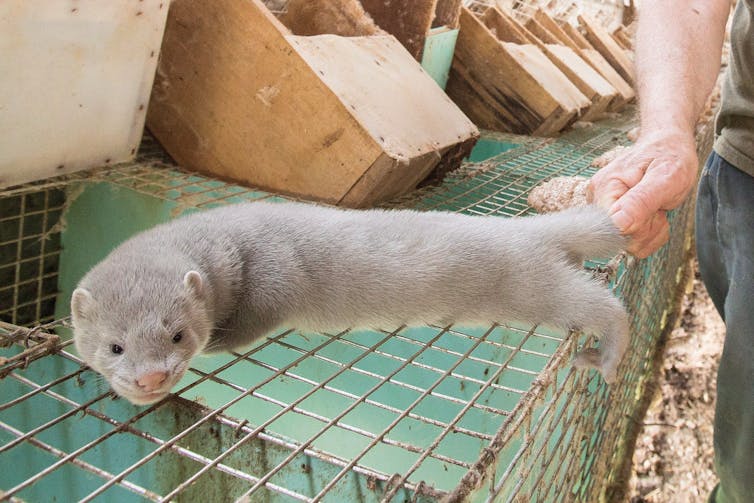 A pale furry mink on top of a cage, inside.  A human hand holds its tail.