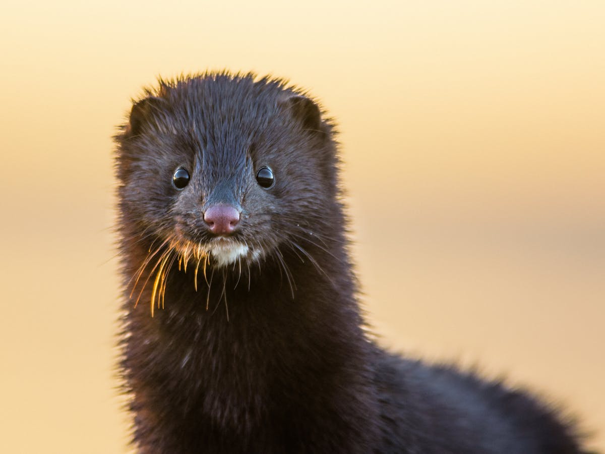 The mink link: How COVID-19 mutations in animals affect human health and  vaccine effectiveness