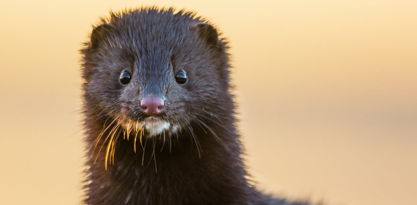 The Mink Link How Covid 19 Mutations In Animals Affect Human Health And Vaccine Effectiveness The Mink Link How Covid 19 Mutations In Animals Affect Human Health And Vaccine Effectiveness
