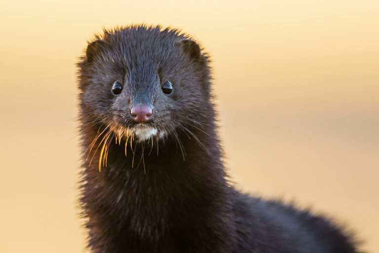 Portrait of a brown mink