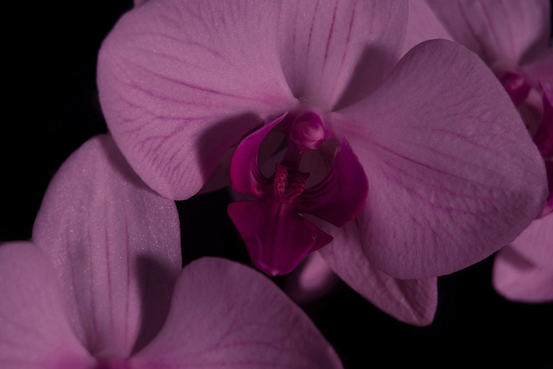 Meet Radiant Orchid Pantone S Colour Of The Year meet radiant orchid pantone s colour