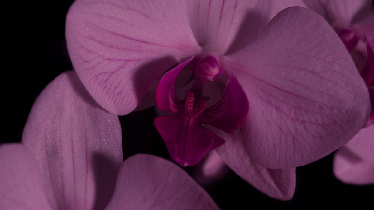 Meet Radiant Orchid Pantone S Colour Of The Year