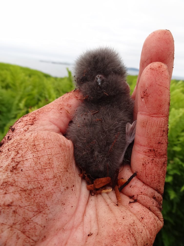 A Leach’s storm petrel chick. (Sabina Wilhelm)