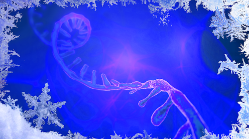 Noviembre ha traído noticias optimistas sobre las vacunas que están produciendo las empresas de biotecnología Moderna y Pfizer/BioNTech. Ambas utilizan una tecnología nueva, la del ARN mensajero (ARNm). Al tratarse de moléculas lábiles, se enfrentan al mismo desafío: deben almacenarse a temperaturas muy frías.