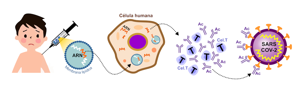 Covid-19: por qué las primeras vacunas exigen congelación
