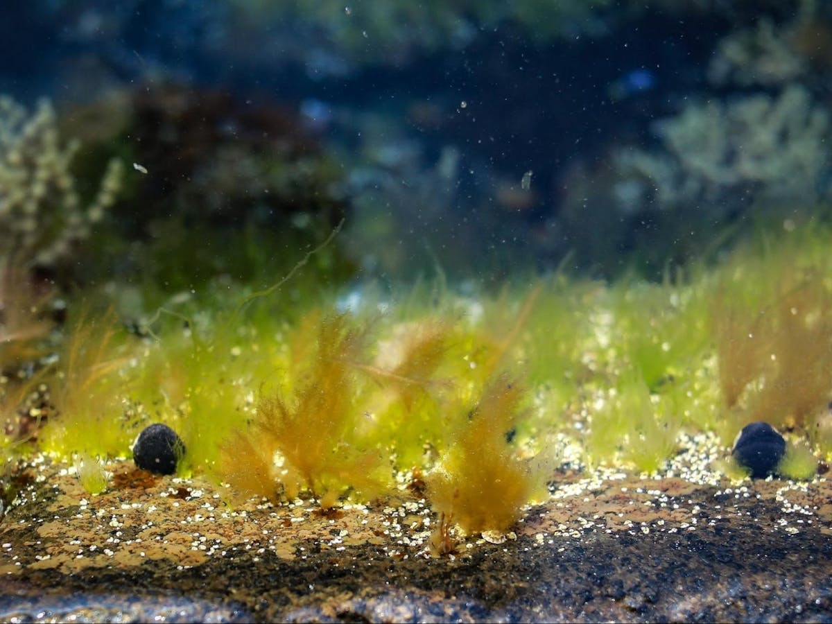 Ancient sponges or just algae? New research overturns chemical evidence for the earliest animals Ancient sponges or just algae? New research overturns chemical evidence for the earliest animals