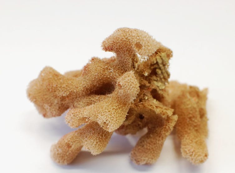 A sea sponge against a white background.