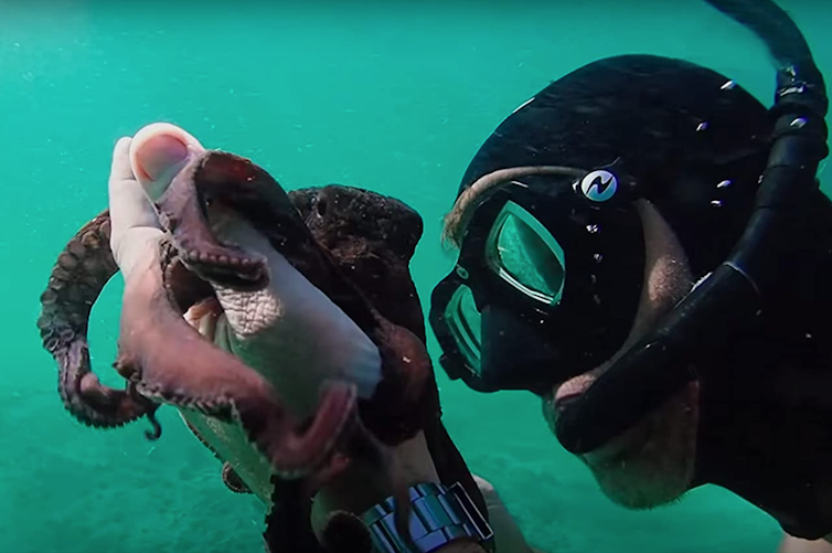 The diver, Craig Foster, holds the octopus in his hands.