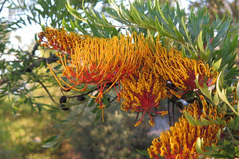 Silky oak flowers