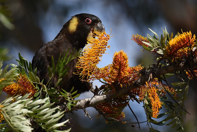 A bird feeding on silky oak flower