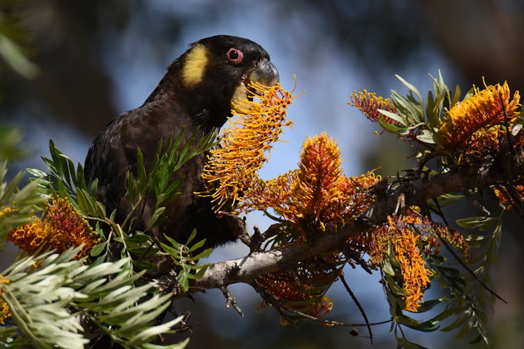 A bird feeding on silky oak flower