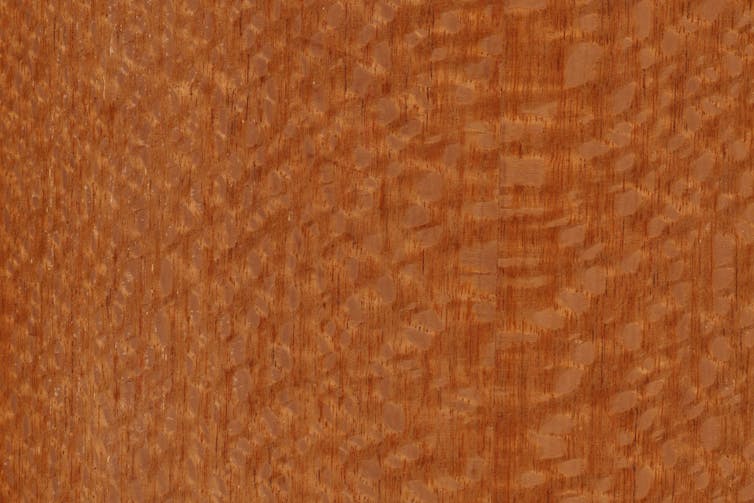 Silky oak timber