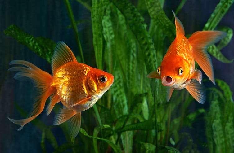Two goldfish in an aquarium