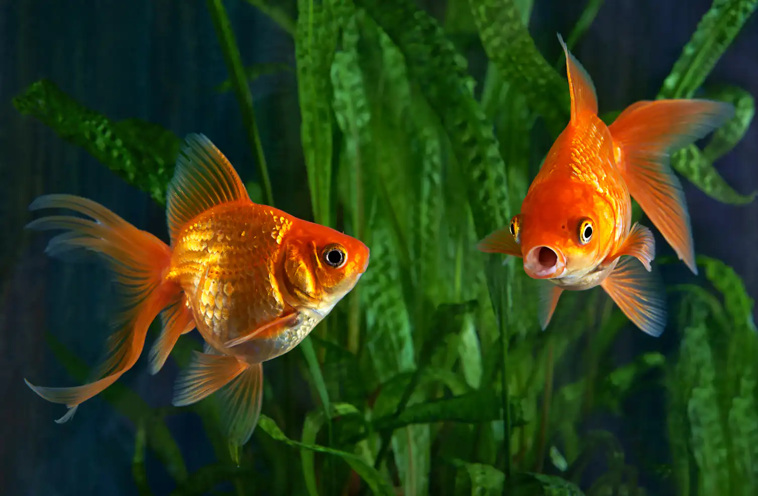 Glim Fish Curious kids: how do gills work?