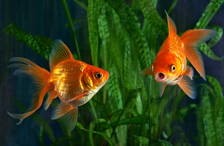 Two goldfish in an aquarium