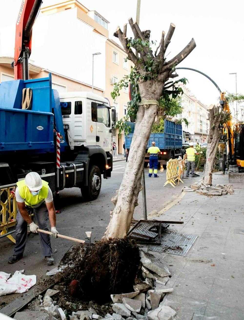 Estos son los peligros ocultos de talar árboles de la ciudad porque  
