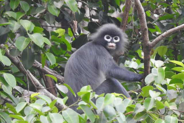 Black monkey with white panda-eyes, sits in tree
