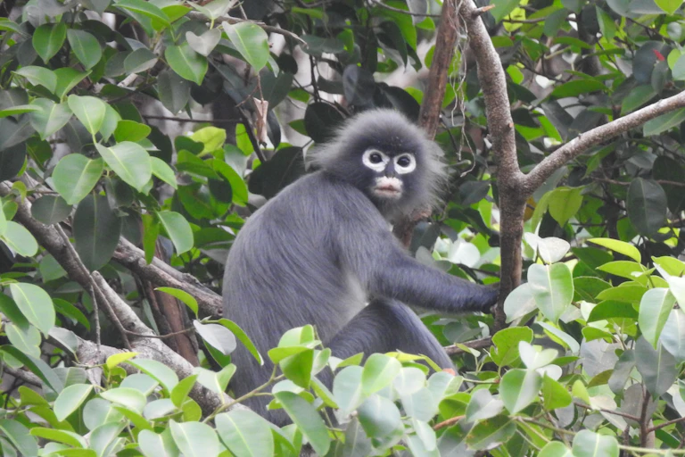Black monkey with white panda-eyes, sits in tree