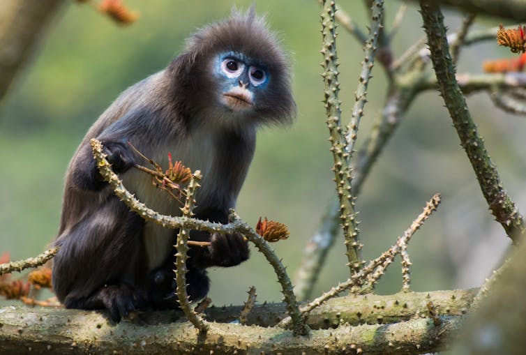 Black monkey with blue face sits on branch.