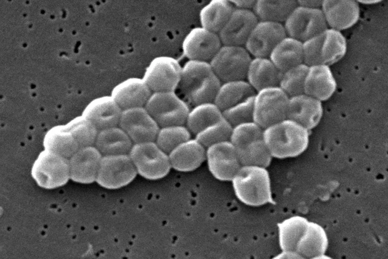 A scanning electron micrograph image of a type of bacteria called Acinetobacter baumannii
