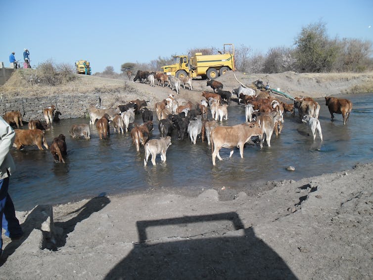 Cattle and water