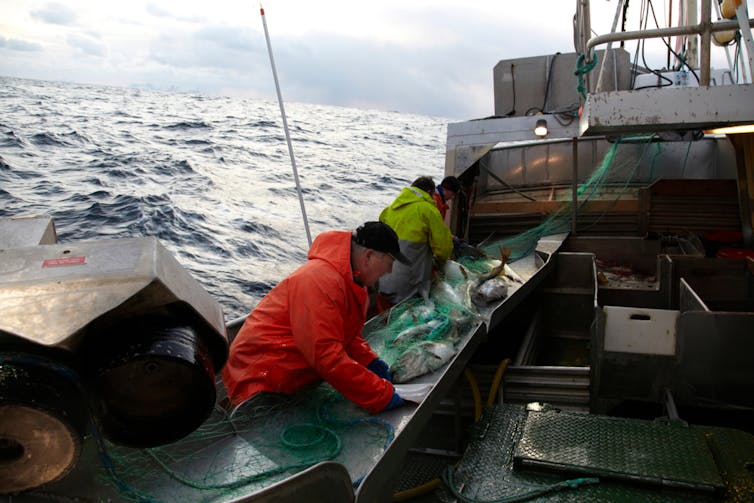 Fishermen aboard a boat with a haul of cod