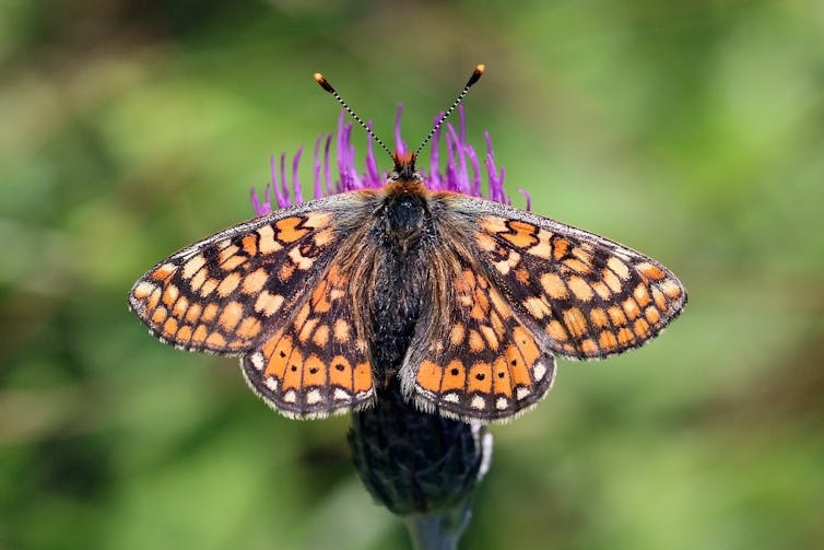 An orange, black and white patterned butterfly on a purple thistle flower.