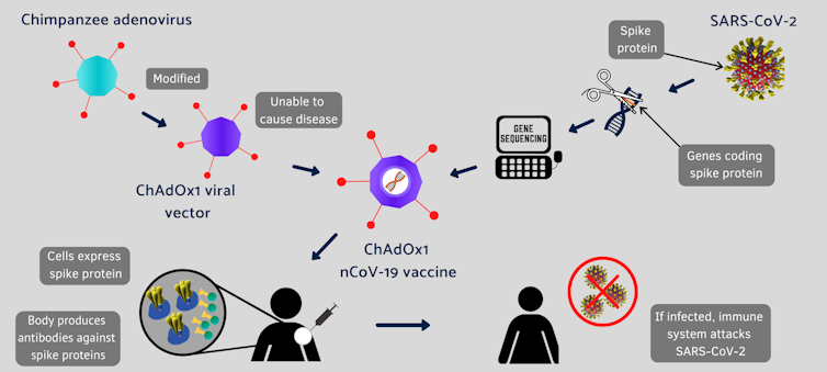 Genetic material encoding the spike protein,