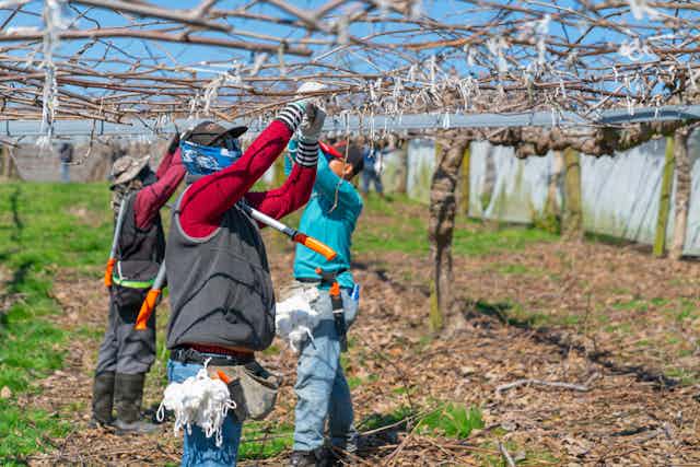 farm workers with kiwifuit vines