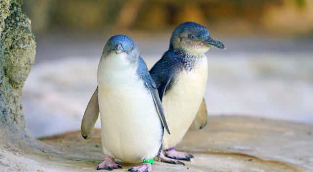 Two little penguins 