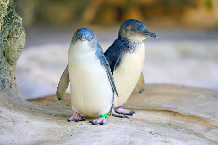 Two little penguins