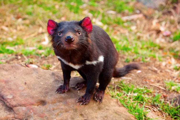 Tasmanian devil standing on a rock