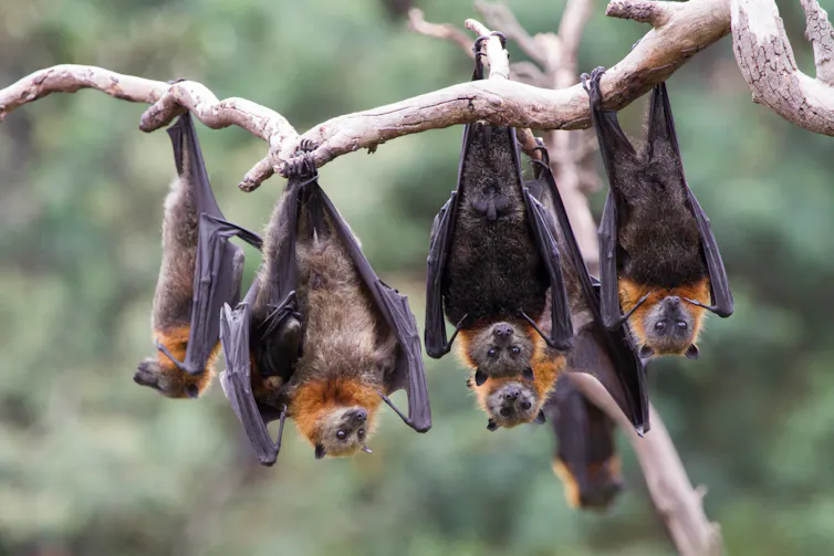 Grey-headed flying-foxes hanging from a branch