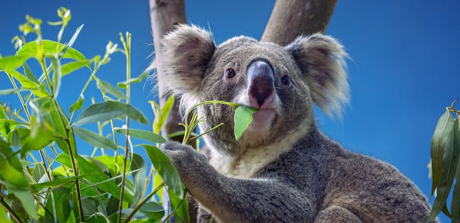 Koala Habitat Information Recherche Et Analyse The Conversation France Page 1