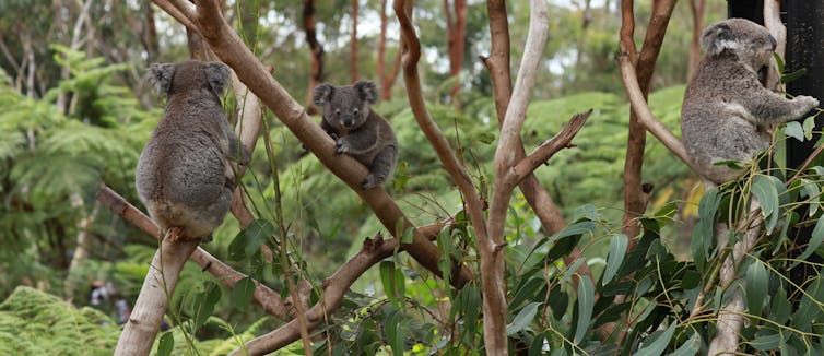Three koalas in trees