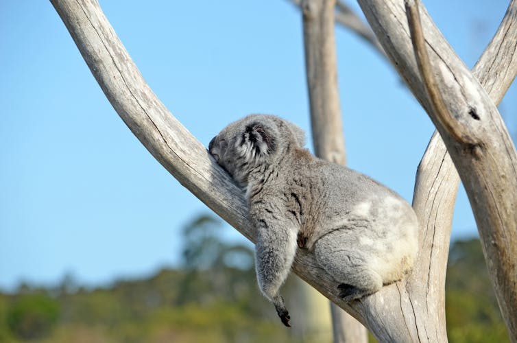 Koala sleeping in a tree