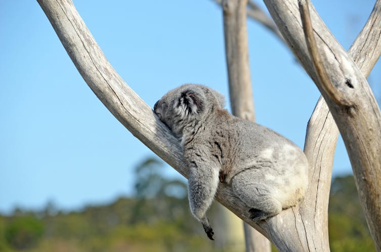 Koala sleeping in a tree